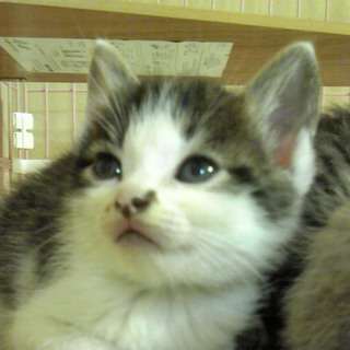 ありがとうございました。素敵な里親さんきまりました！