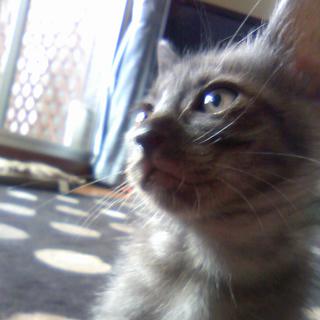 オリエンタルな墨色くうちゃん