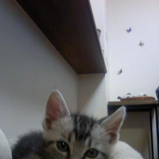 アメショー風のんたん