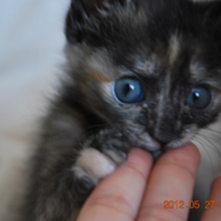 可愛いぶさ子　１ヶ月