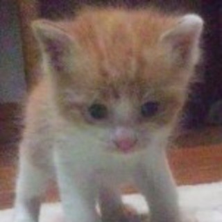 子猫の家族になって頂ける方を募集します！