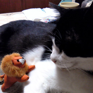 年老いた母の代わりにかわいがってあげてください