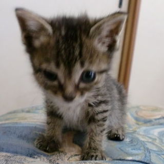 仔猫の里親様募集（きじとら・メス）