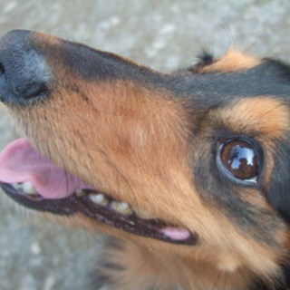 急募！！Mダックス♂