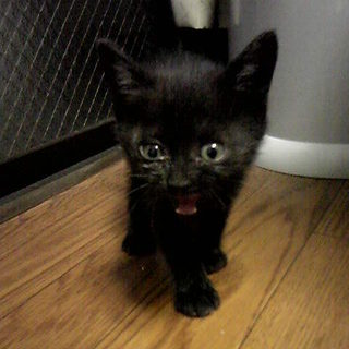 里親を募集します