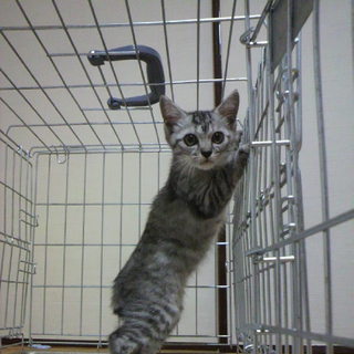 子猫の里親を募集しています！