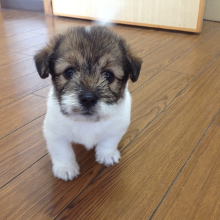 ５月生まれ　子犬　里親募集