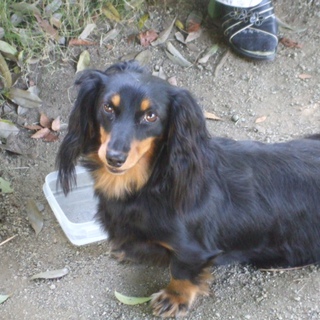 ★☆★吠えなくてかわいい子です★☆★