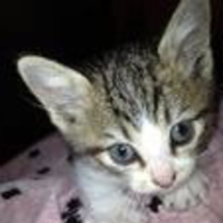 子猫の里親募集♪