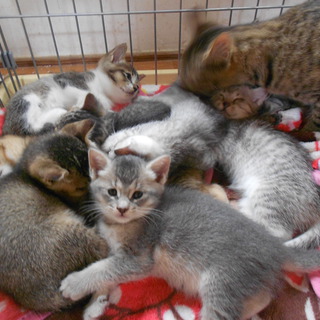 もらってください