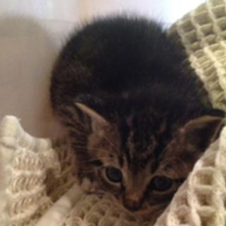 元気一杯　キック