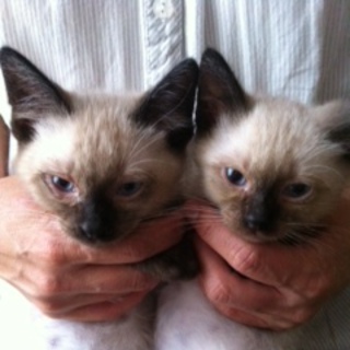 里親募集中です。