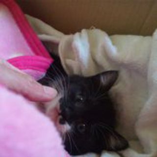 元気な女の子２ヶ月の家族募集中