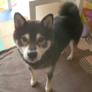 黒柴犬オス８歳