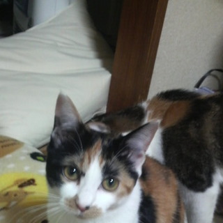 ミケ柄　里親さん　募集