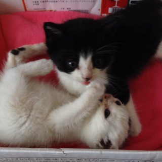 ありがとうございました。よい方がみつかりました