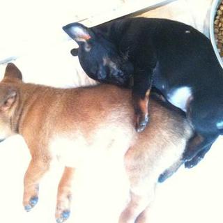 お陰様で良い飼主さまに恵まれました。