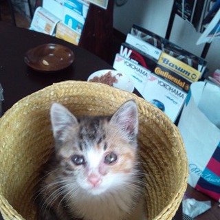 子猫里親募集