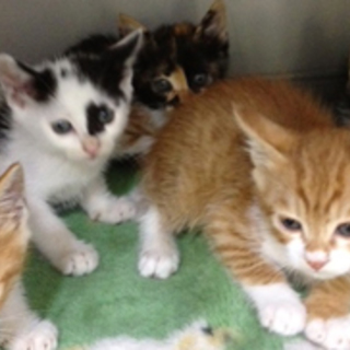 寄り添って頑張ってきた5頭