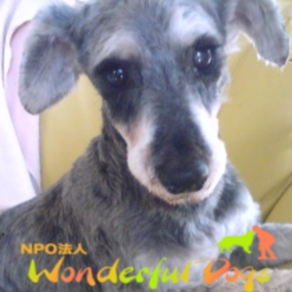 「ミニー」　M・シュナ・7歳♀