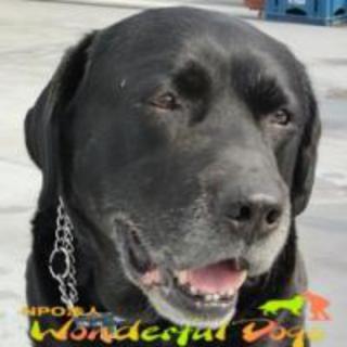 「黒吉」ラブラドール・推定11歳・♂