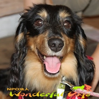 Mダックスのふう太／8歳