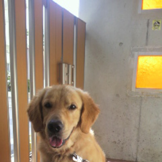 ゴールデンレトリバー♂七月で3歳になります。