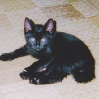 生後２ヶ月の♂・♀兄妹４匹の里親さん募集！