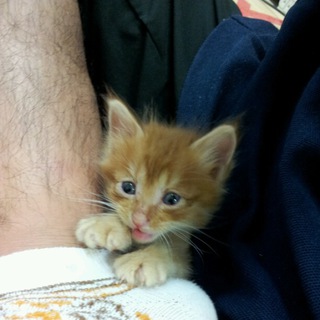 子猫の里親募集