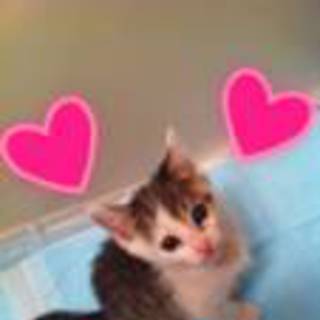 キジ猫くんの里親さん募集！！