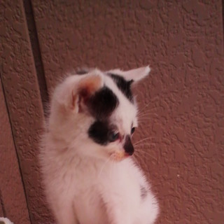 家で育てています！