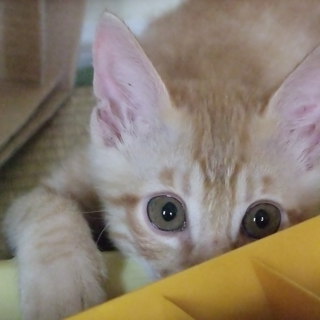 急募！とっても人懐っこくて甘えんぼです！