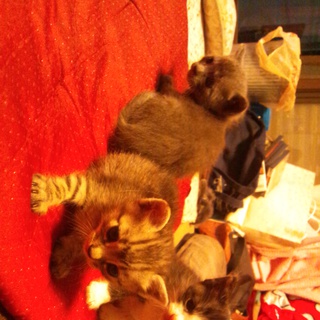 可愛がって頂ける方(>_<)