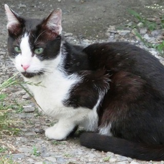 【岡山】 若いｵｽ成猫・白黒ぶち・人好き！