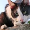 【岡山】 若いｵｽ成猫・白黒ぶち・人好き！ サムネイル2