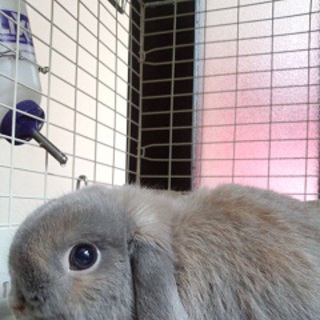 ホーランドロップの男の子