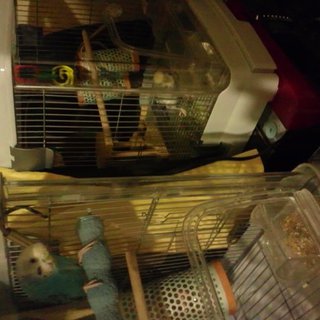 セキセイインコ（メス1歳）二羽の里親を探しております