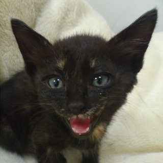 子猫の里親募集