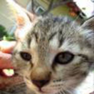 サバトラ　里親募集中