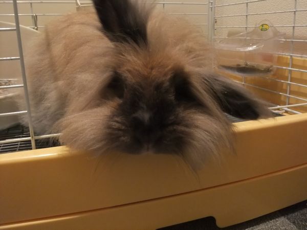 ふわふわライノンラビットの里親募集 サムネイル2