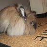 ふわふわライノンラビットの里親募集 サムネイル3