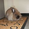 ふわふわライノンラビットの里親募集 サムネイル6