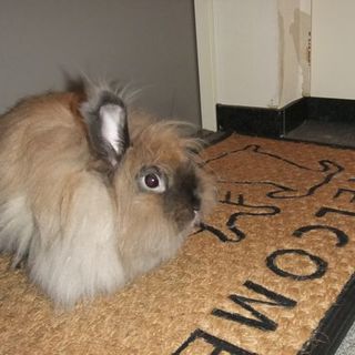 ふわふわライノンラビットの里親募集