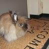 ふわふわライノンラビットの里親募集 サムネイル1