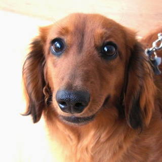 ミニチュア・ダックス♂１歳元気一杯です