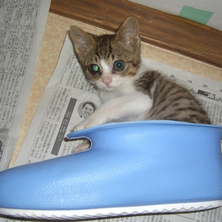 サバトラ白君　甘えん坊です