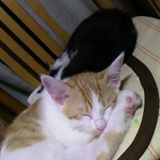 とっても素敵な里親さんにめぐりあえました。本当にありがとうございました。