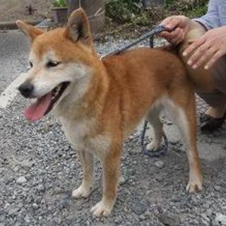 他犬猫にも超フレンドリー・ミニ柴犬・室内限定・愛玩犬