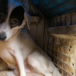 さようなら、そらまる君　安らかに