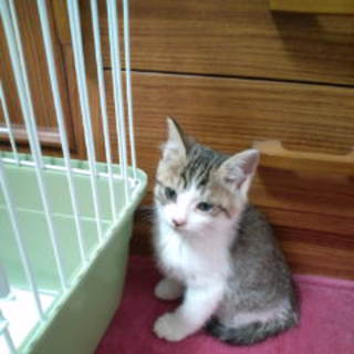 可愛がって頂ける里親様募集いたします